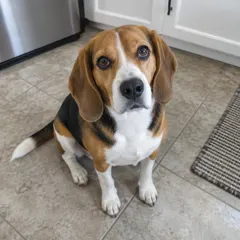 Original photo of the beagle