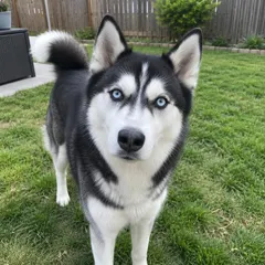 Original photo of the husky