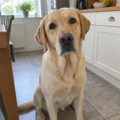 Original photo of the labrador